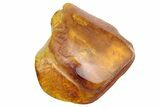 Detailed Fossil Bark Louse, Fly, and Spider in Baltic Amber #234554-3